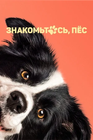 Знакомьтесь, пёс в hd качестве