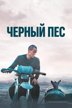 Чёрный пёс в hd качестве