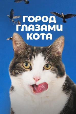 Город глазами кота в hd качестве