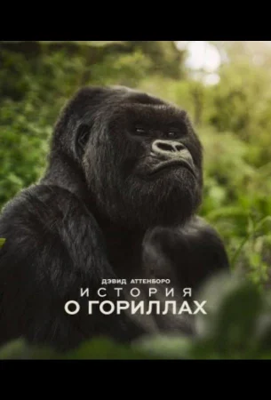 Дэвид Аттенборо: История о гориллах в hd качестве
